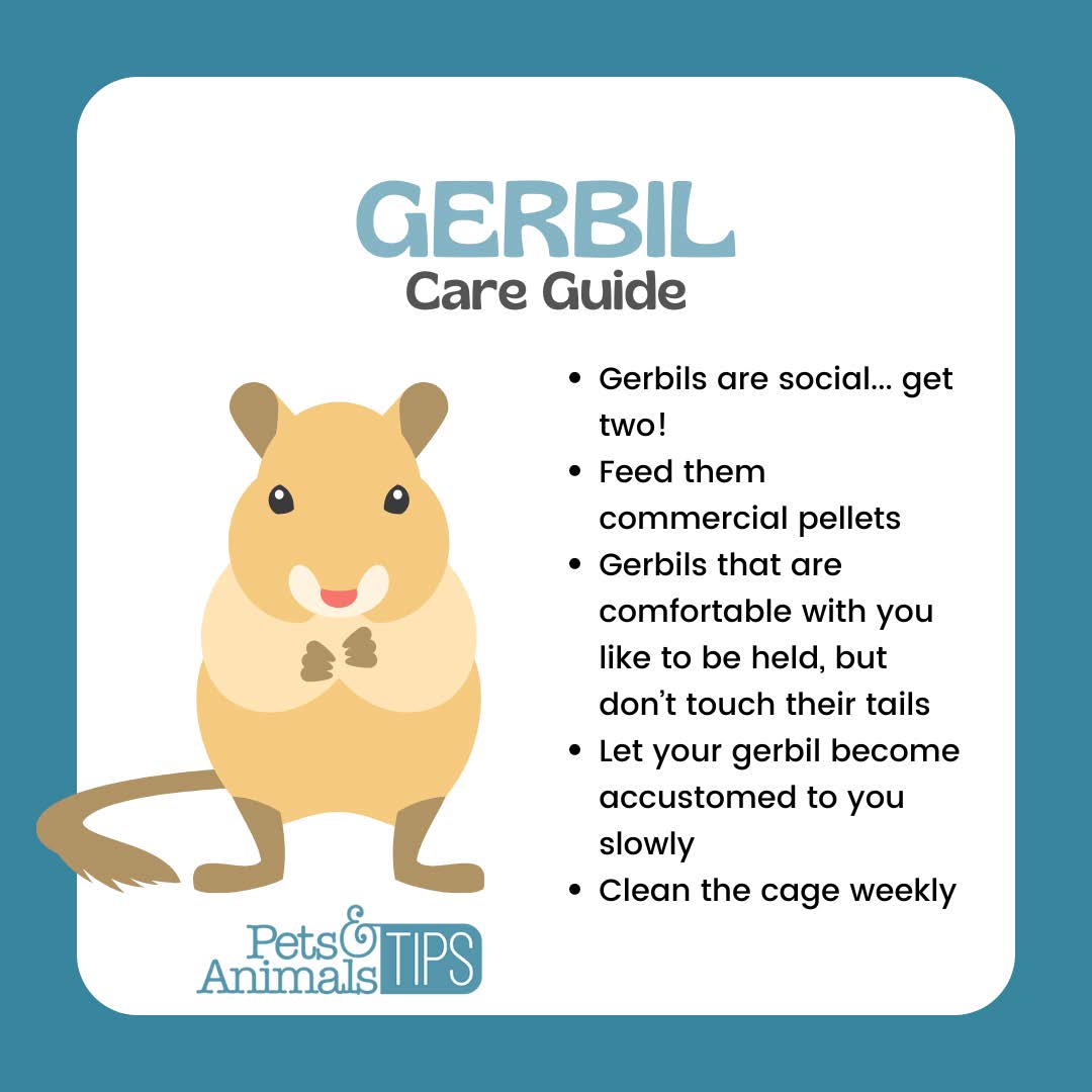 Gerbil care guide
