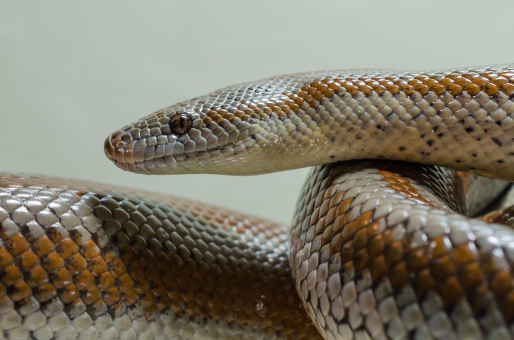 Rosy boa