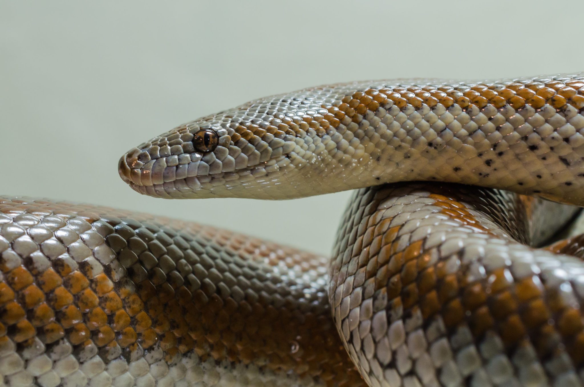 Are Rosy Boas Easy to Take Care Of? Pets and Animals Tips