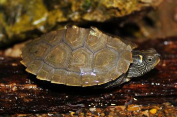 map turtle aquarium essentials