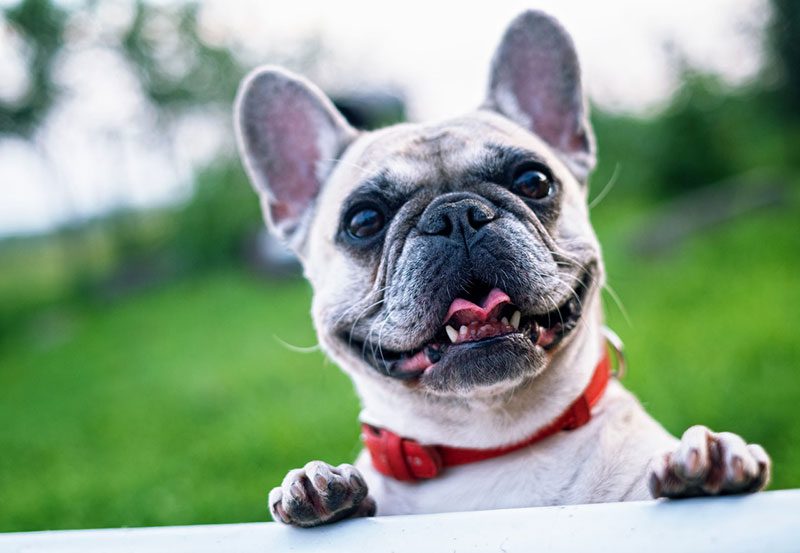 Frenchie care for your pets