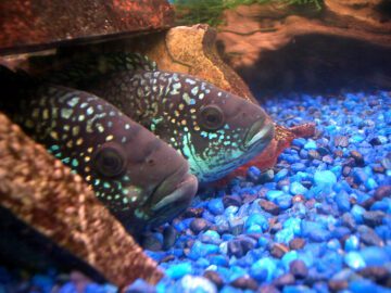 jack dempsey water fish tank care