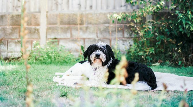 Dog-Proof Your Home's Backyard