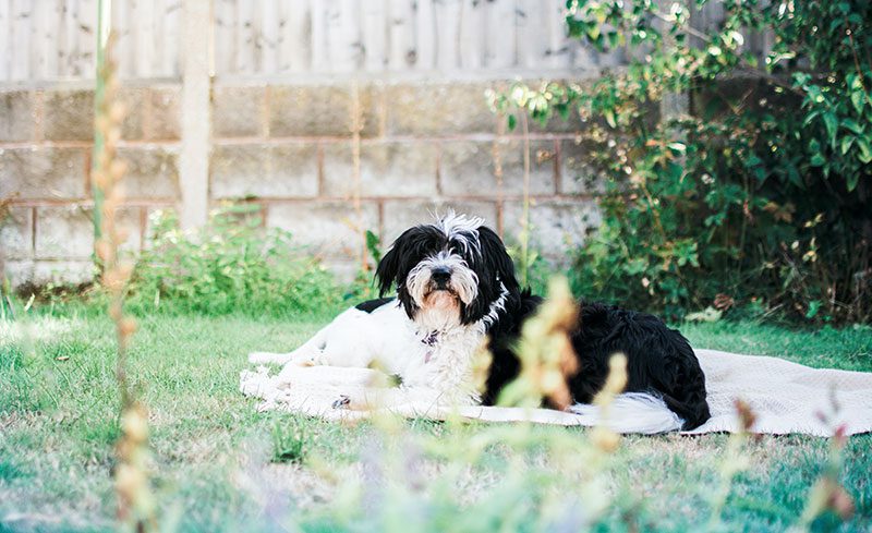 Dog-Proof Your Home's Backyard