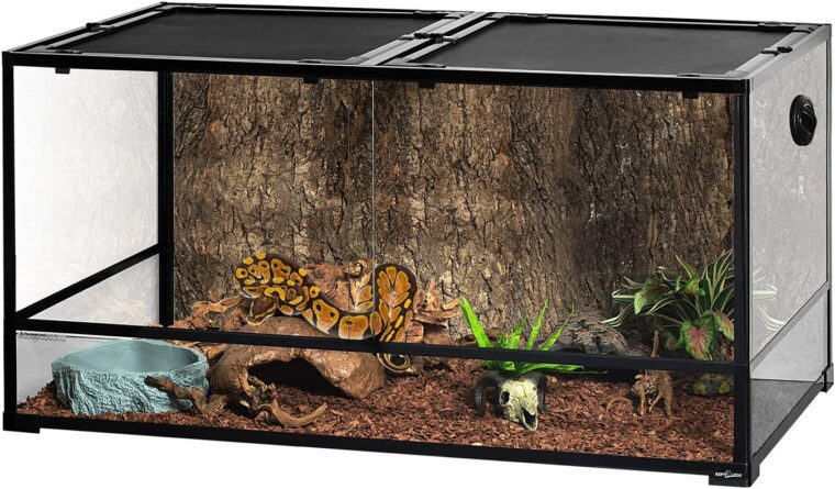 Differences Between Emerald Tree Boas and Green Tree Pythons