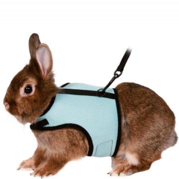 What Is the Best Rabbit Harness? | Pets & Animals Tips