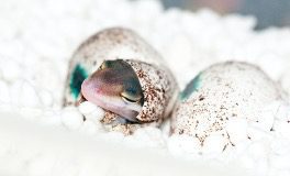 Baby leopard gecko hatching