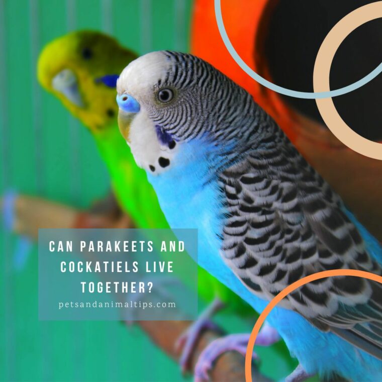 Can Parakeets and Cockatiels live together