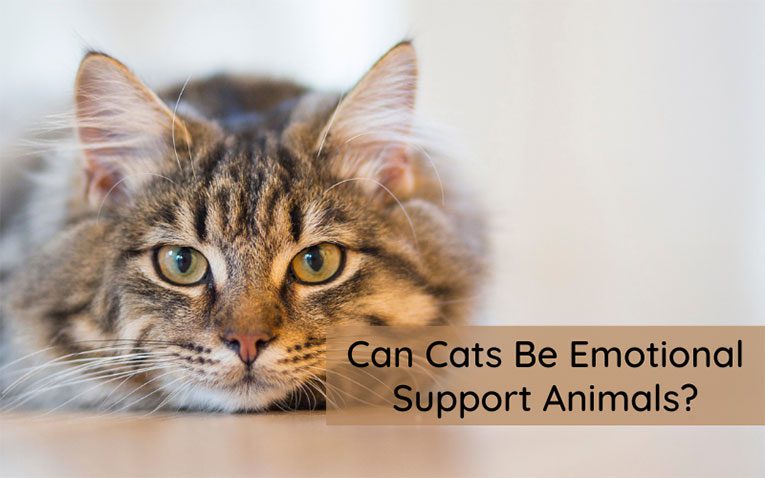 Cats Be Emotional Support Animals