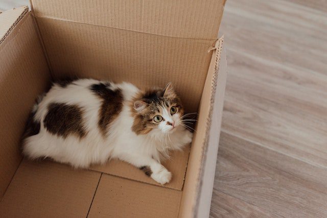 Choose the Right Cat Litter Box