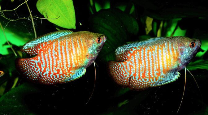 Two male Dwarf Gouramis in an aquarium