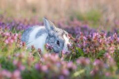 pet dutch rabbits