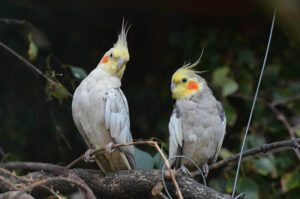 parakeets & cockatiels