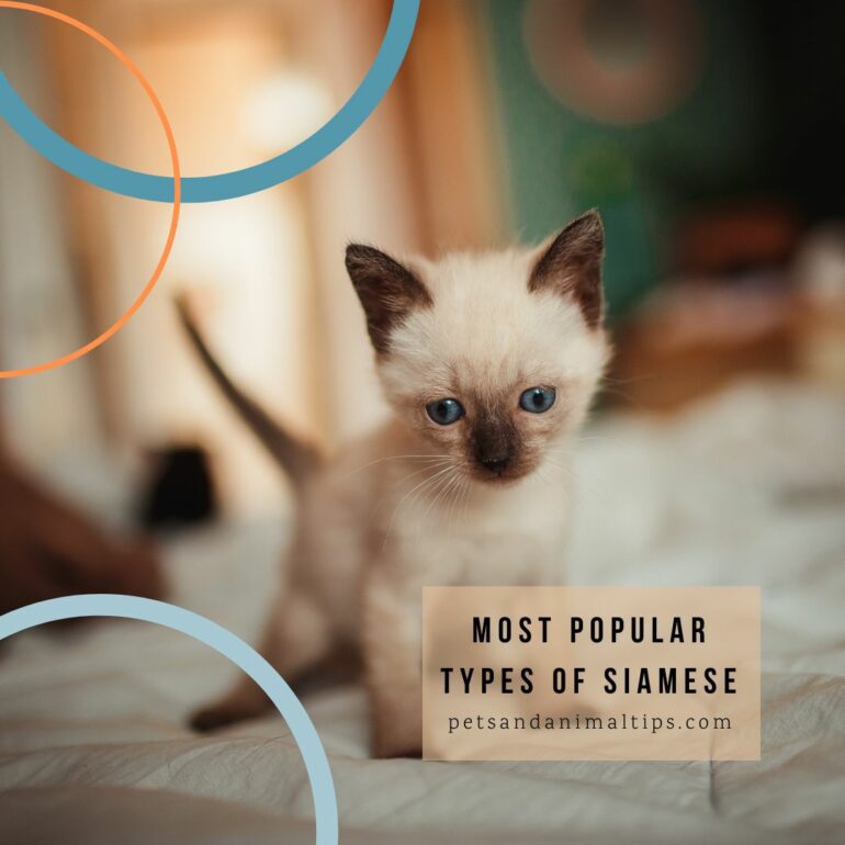 Most Popular Types of Siamese Cats