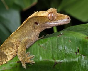 Crested gecko hanging out on a leaf