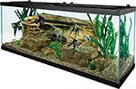 oscar fish tank