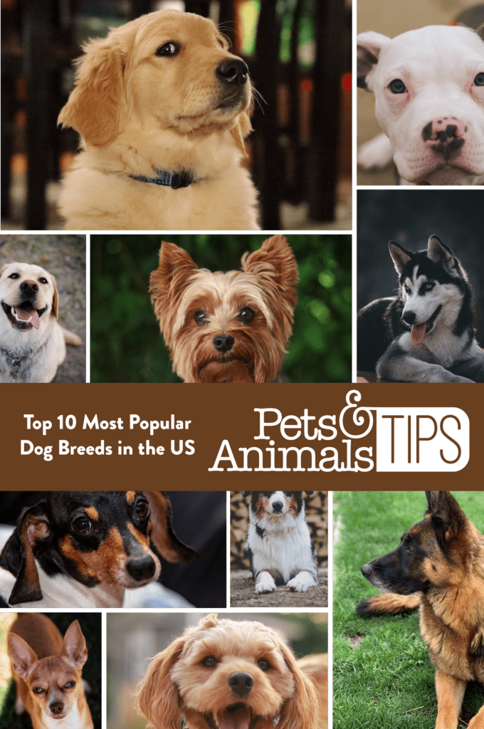 Top Ten Most Popular Dog Breeds in the US