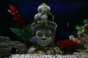 Photo of Gouramis swimming by statue