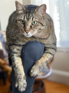 Cat on the back of desk chair