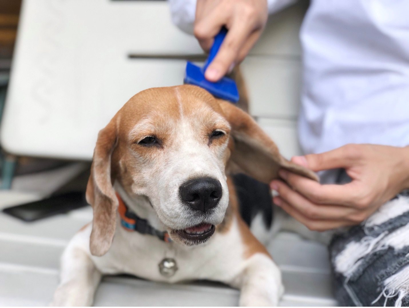 grooming a beagle