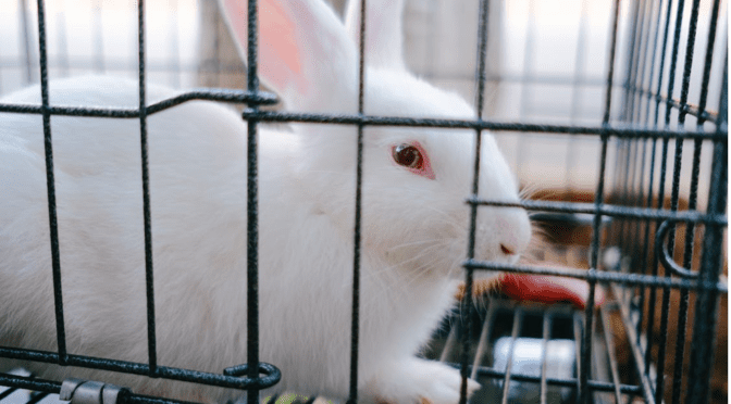 rabbit cage cleaning