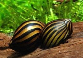 bad nerite snail mates