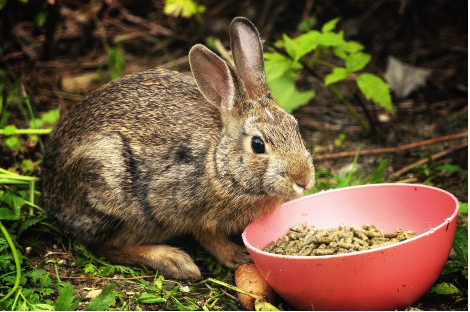 What Food Can Rabbits Eat? | Pets and Animals Tips
