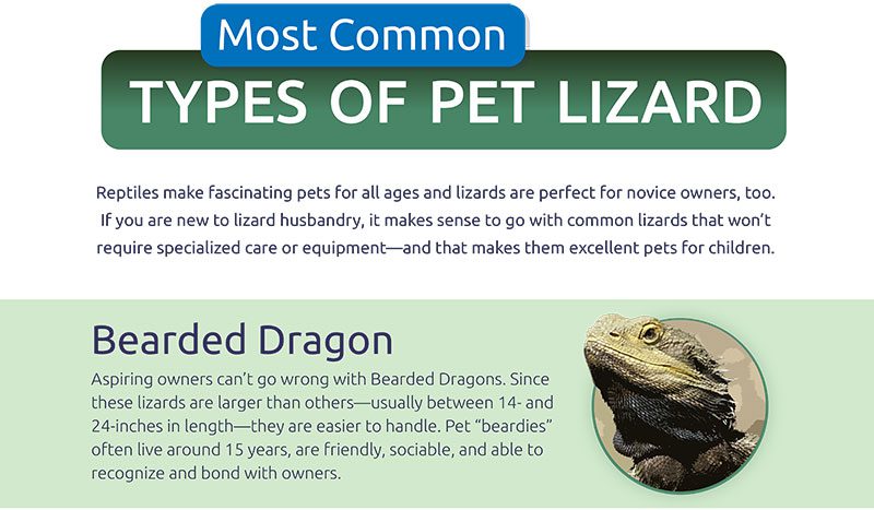 Top Five Most Common Types of Pet Lizards | Pets and Animals Tips Top Five Most Common Types of Pet Lizards | Pets and Animals Tips