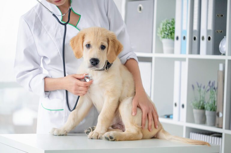 proper pet veterinary care