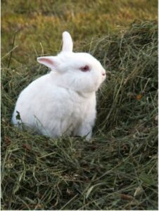 White rabbit in a field