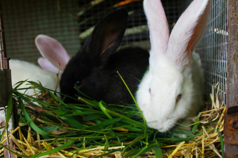 Rabbits inside a large rabbit cage with bedding