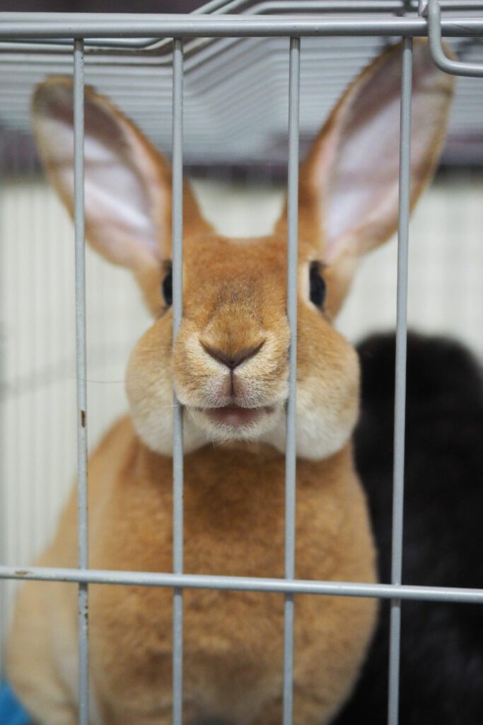 What Do Rabbits Need in Their Cage? Pets & Animals Tips