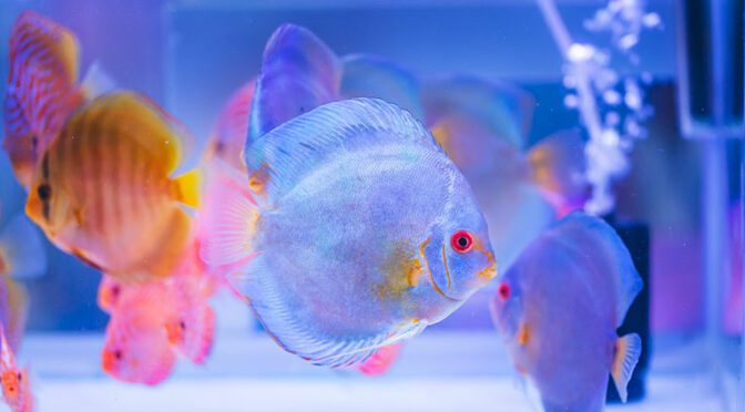 Mistakes People Make with Their Aquariums