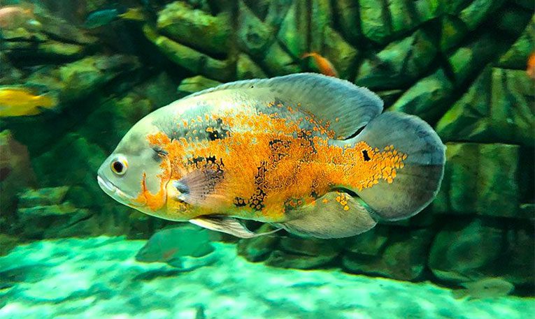 oscar cichlid