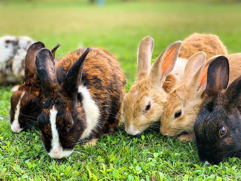 A group of rabbits on the grass