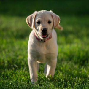 a labrador retriever walking