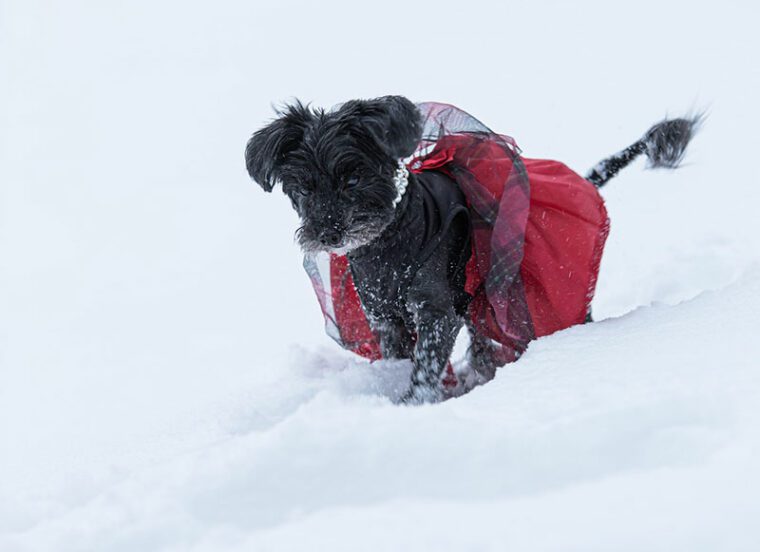 Yorkipoo most popular poodle mixes