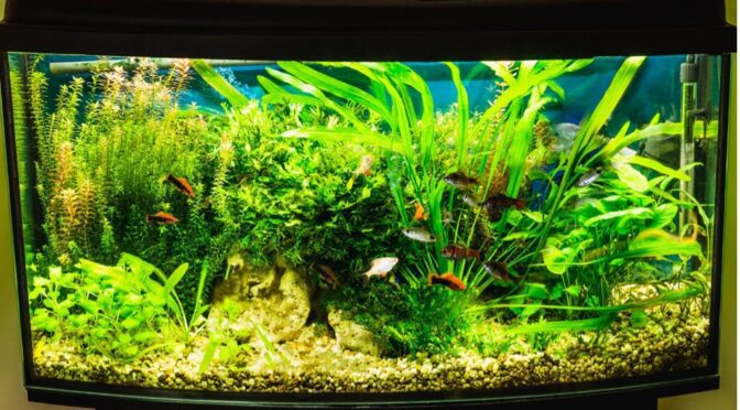fish aquarium tank goldfish water tips
