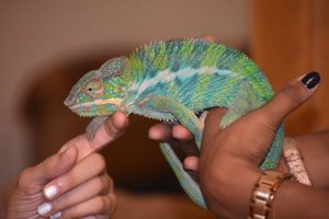 Chameleon walking on hands