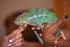 Chameleon walking on hands