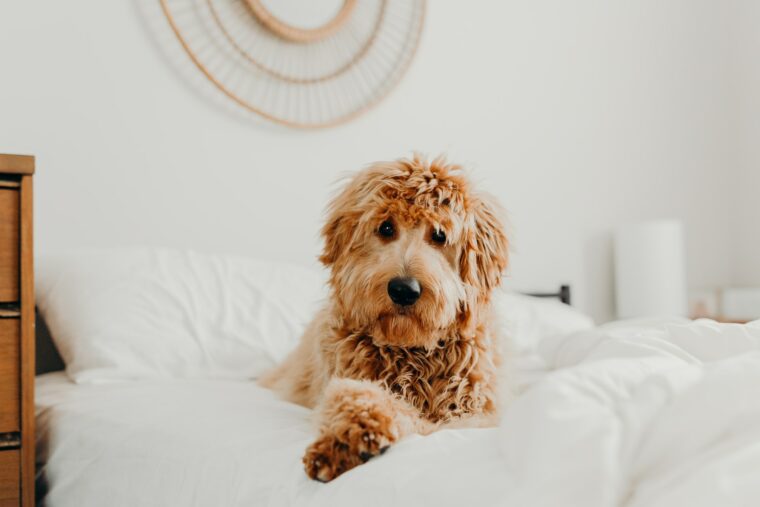 Goldendoodle