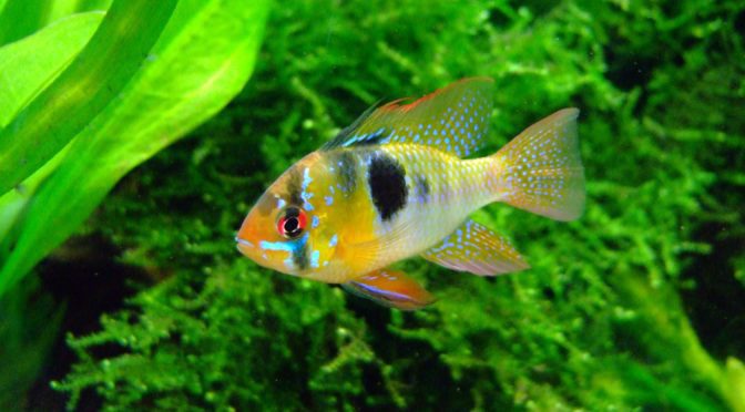 butterfly ram cichlid scaled