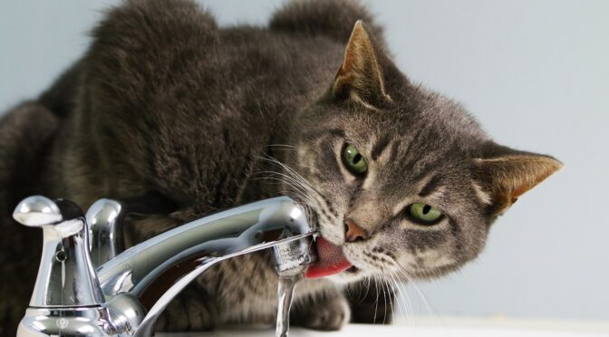 cat clean water fountain