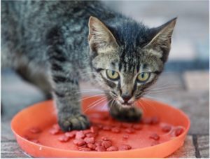 Cat eating a dish of healthy cat food