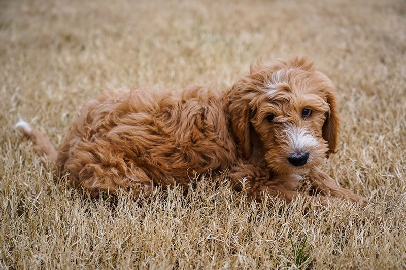 Goldendoodle laying on the grass