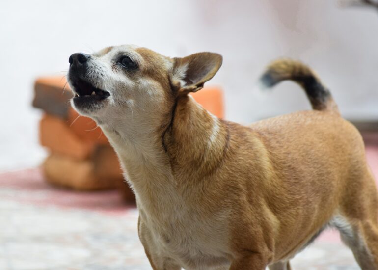 dog breeds loudest bark