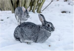 Chinchilla rabbit in the snow