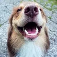 Dog smiling with clear teeth