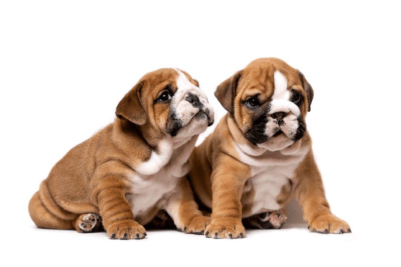 two baby bulldogs