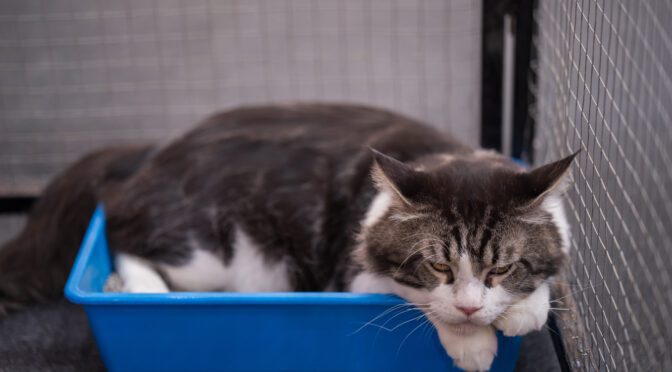 benefits high-sided cat litter boxes